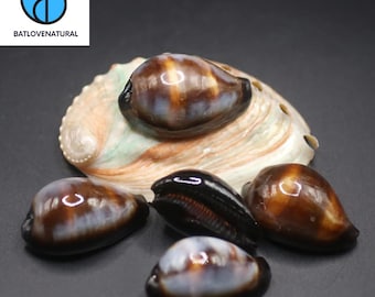 Cypraea Onyx Seashell : Natural Shells for Art & Decor