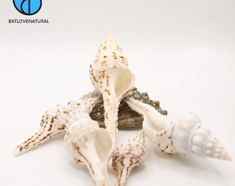 Fusinus Nicobaricus Shells - Hermit Crab Shell - Decorative shells in various sizes.