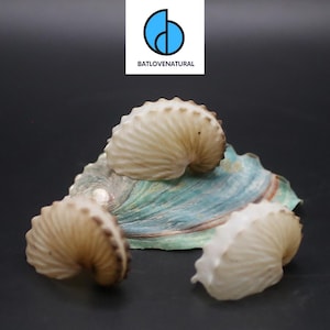 Conchiglie di Nautilus di carta - Bellissime conchiglie di lumache naturali per artigianato, decorazioni e collezionismo di BATLOVENATURAL
