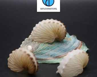 Paper Nautilus Shells - Beautiful Natural Snail Shells for Crafts, Decor & Collecting by BATLOVENATURAL