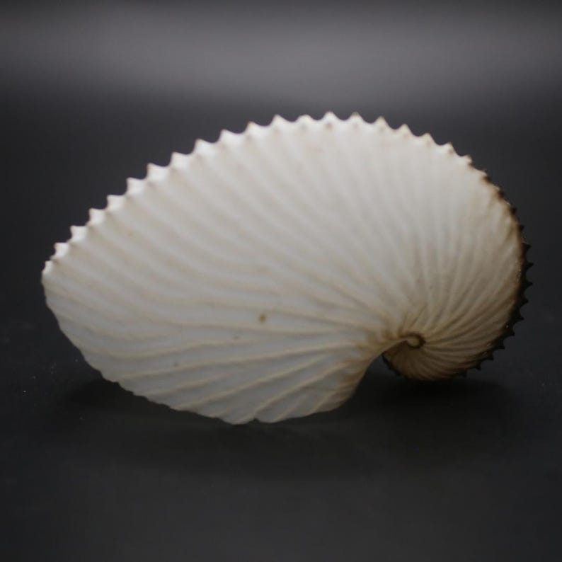 May include: A white nautilus shell with a textured surface and a spiral shape. The shell has a dark brown edge and a ridged, fan-like pattern. The shell is set against a dark background.