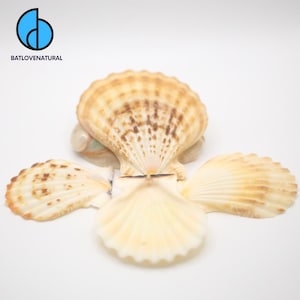 Decatopecten Radula Sea Shells for Coastal Decor & Crafts, Natural Decorative Beach Shells in Various Sizes, Nautical Home Accents