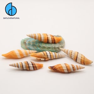 Könnte beinhalten: Eine Ansammlung von sechs länglichen, spiralförmigen Muscheln mit orange-weißen Querstreifen und dünnen dunkelbraunen Bändern. Eine Muschel liegt auf einer größeren, irisierenden, ovalen Abalone-Muschel mit blauen und grünen Farbtönen.