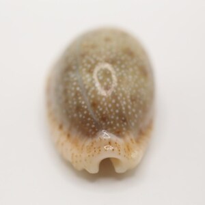 May include: Close-up of a small, oval-shaped seashell. The shell has a smooth, glossy surface with a speckled pattern of white dots on a tan and brown background. The opening of the shell is visible at the bottom.