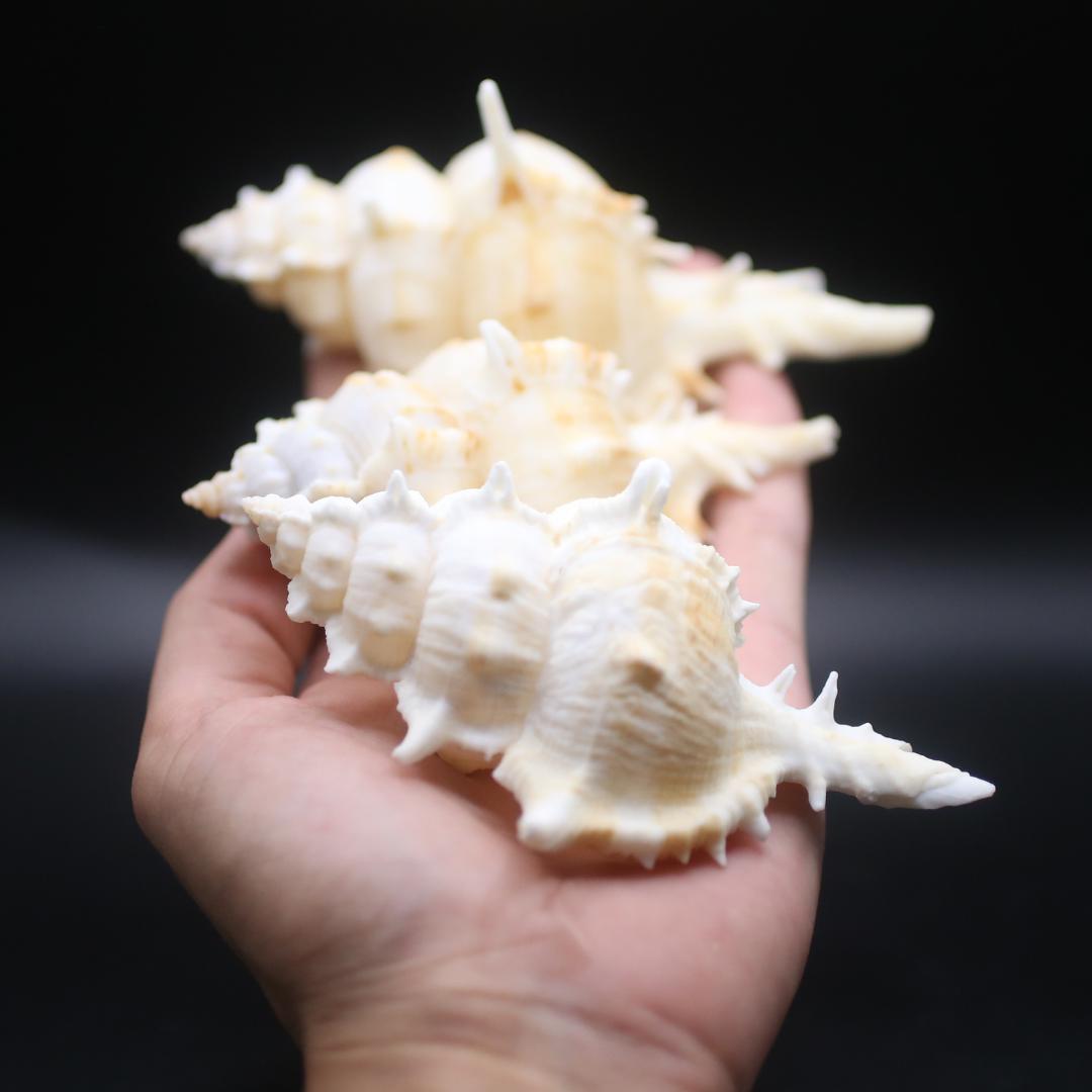Siratus Pliciferoides Shell Natural Snail Shell For Decor Crafts Etsy siratus-pliciferoides-shell-natural-snail-shell-for-decor-crafts-etsy