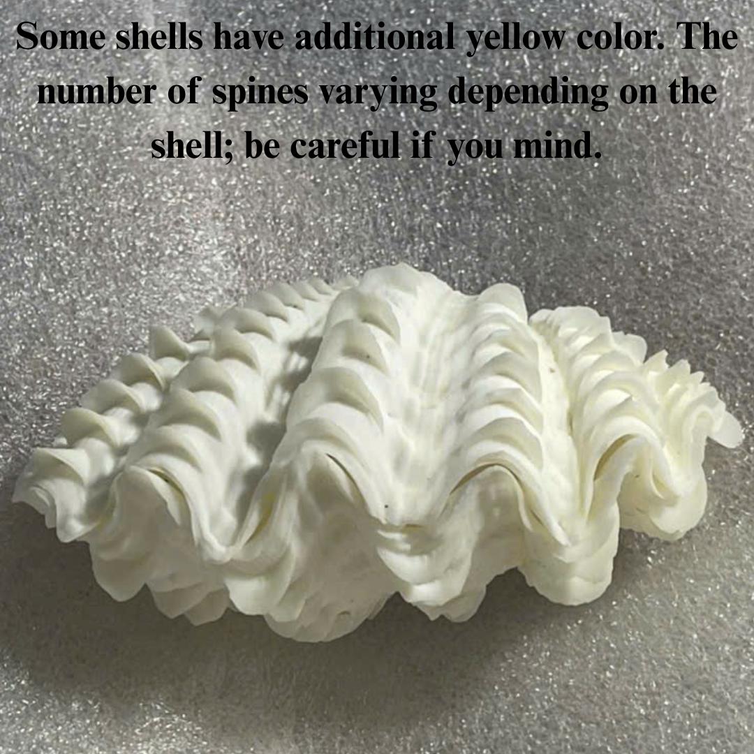 Ocean Giant Clam Shell Real Tridacna- Decorative Shells in Various ...