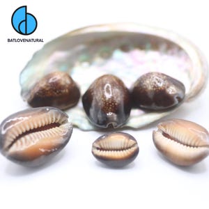 Cypraea Caputserpentis Seashells: Natural Beach Decor