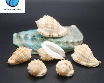 Morum Watanabei Seashell: Natural Beach Decor, Shell Art Supply
