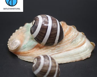 Hydatina Albocincta Seashell: Natural Ocean Shell for Coastal Decor