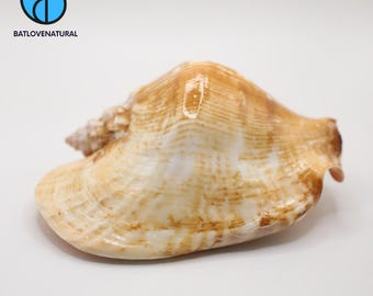 Strombus Latissimus Seashell: Natural Ocean Shell for Coastal Decor