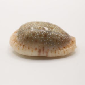 May include: A close-up of a polished seashell with a smooth, oval shape. The shell has a speckled pattern of white and tan, with a creamy white base and a light brown edge. The shell is on a white background.
