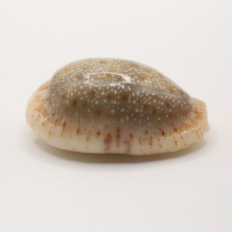 May include: A close-up of a polished seashell with a smooth, oval shape. The shell has a speckled pattern of white and tan, with a creamy white base and a light brown edge. The shell is on a white background.
