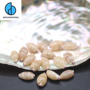 Cypraea Purpuradusta Seashells: Natural Shells for Art & Decor