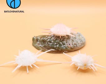 May include: Three white and light pink sea urchin decorations with long, thin spines are displayed on a light brown surface. One urchin rests on a green and gray rock. The logo "BATLOVENATURAL" is in the upper left corner.