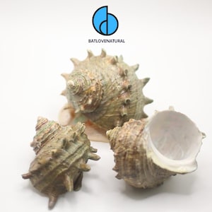 Turbo Cornutus Seashell: Natural Hermit Crab Shell, Beach Decor (7-10cm Size Options Available)