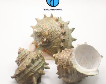 Turbo Cornutus Seashell: Natural Hermit Crab Shell, Beach Decor (7-10cm Size Options Available)