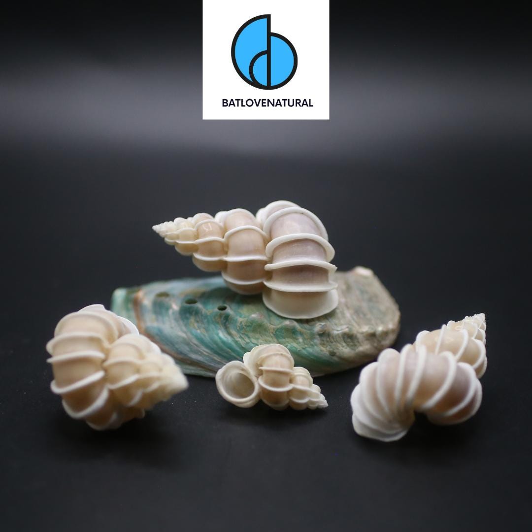 貝殻 Melapium Elatum 深海の形 Epitonium Scalare Shells - BATLOVENATURAL - Beautiful Sea Shells