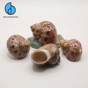 Limited Turbo Shells - Hermit Crab Shell - Decorative shells in various sizes.