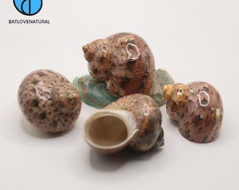 Limited Turbo Shells - Hermit Crab Shell - Decorative shells in various sizes.