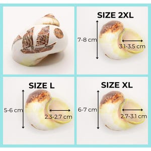 May include: Four seashell sizes are displayed, labeled L, XL, and 2XL. The shells are white with brown and yellow accents. Size L measures 5-6 cm in height and 2.3-2.7 cm in width. Size XL measures 6-7 cm in height and 2.7-3.1 cm in width. Size 2XL measures 7-8 cm in height and 3.1-3.5 cm in width.