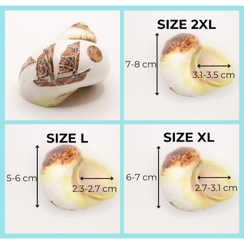 May include: Four seashell sizes are displayed, labeled L, XL, and 2XL. The shells are white with brown and yellow accents. Size L measures 5-6 cm in height and 2.3-2.7 cm in width. Size XL measures 6-7 cm in height and 2.7-3.1 cm in width. Size 2XL measures 7-8 cm in height and 3.1-3.5 cm in width.