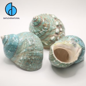 Puede incluir: Tres conchas marinas con acabado brillante, con una vibrante paleta de colores turquesa y verde azulado con patrones naturales moteados en marrón y blanco. Las conchas tienen forma de espiral y una abertura interior de color crema. Logo BATLOVENATURAL.