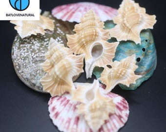 May include: A collection of light tan, spiky murex seashells arranged on top of larger, flat, iridescent abalone and fan-shaped shells. The murex shells feature intricate, ruffled edges and spiral centers, contrasting with the smooth, colorful surfaces of the base shells.