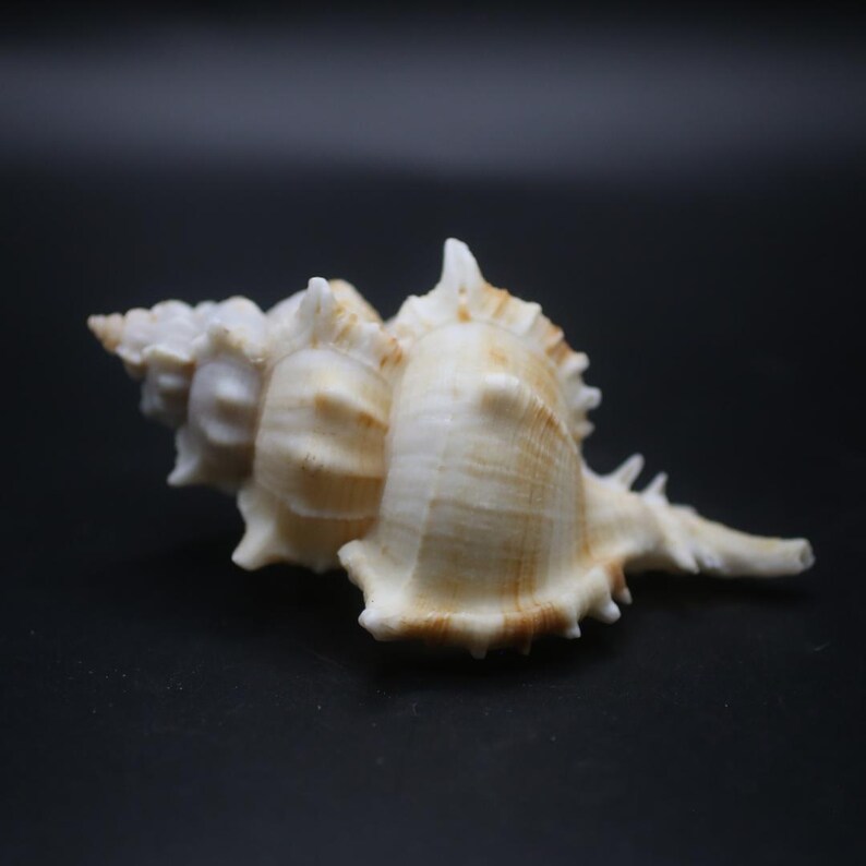 Siratus Pliciferoides Shell: Natural Snail Shell for Decor & Crafts - Etsy