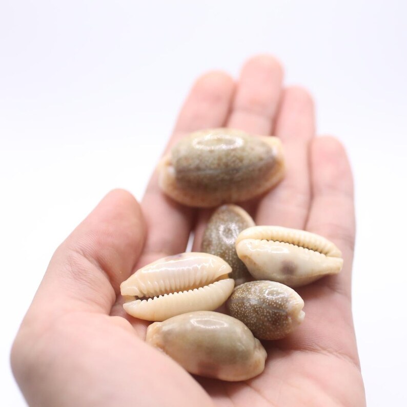 May include: A collection of small, beige and brown cowrie shells. The shells are held in an open hand against a white background. The shells have a smooth, rounded exterior and a toothed opening.