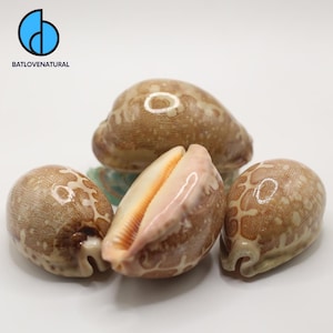 Map Cowry Seashell: Natural Beach Decor, Shell Crafts (6-9 cm Size Range Available