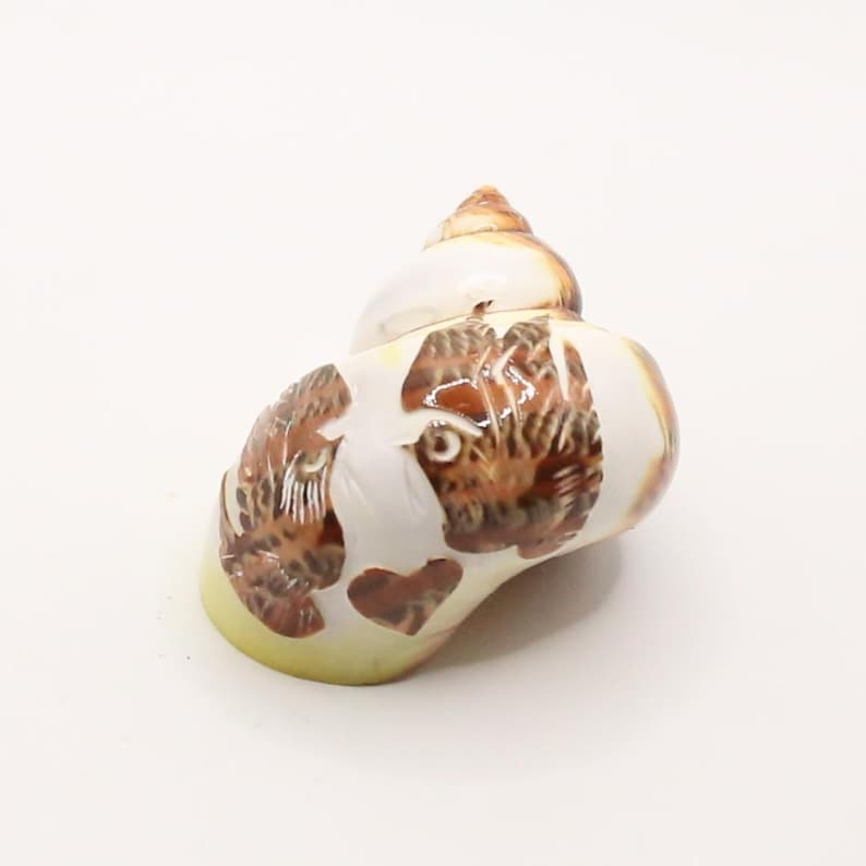 May include: A decorative ceramic seashell with a spiral design. The shell features a cream-colored base with brown and tan painted details. The shell has a heart-shaped design on the side and a yellow base.