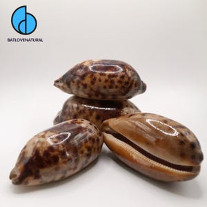 Cypraea Testudinaria Seashell: Natural Beach Decor, Shell Craft