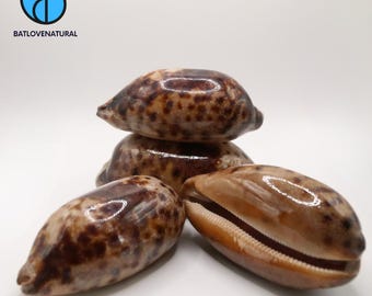 Cypraea Testudinaria Seashell: Natural Beach Decor, Shell Craft