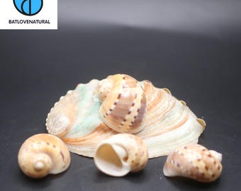May include: A collection of seashells, including a large, open shell with green and tan hues, and several smaller, spiral-shaped shells with brown spots. The shells are arranged on a dark surface. The logo "BATLOVENATURAL" is in the upper left corner.
