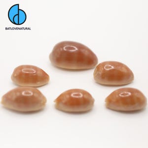 Cypraea Carneola Seashells: Natural Beach Decor, Shell Crafts