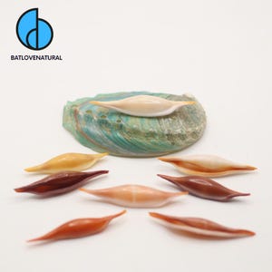 Phenacovolva Seashell: Natural Beach Decor, Shell Art Supply (4-6cm