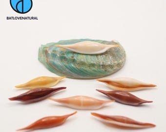 Natural Phenacovolva Seashells | Beach Decor, Craft Supplies, Collection, Nautical Home Decor