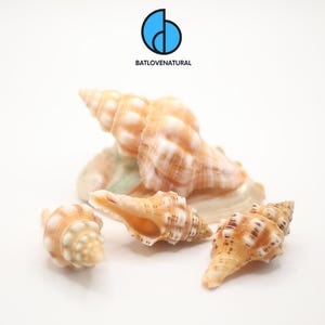 Op de afbeelding: Een verzameling schelpen in verschillende vormen en maten, met een mix van bruin-, crème- en bruintinten. De schelpen zijn gerangschikt op een witte ondergrond, met het logo "BATLOVENATURAL" bovenaan.