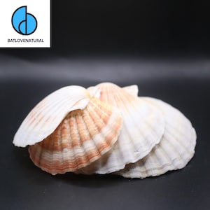 Japanese Scallop Sea Shells for Coastal Decor & Crafts, Natural Decorative Beach Shells in Various Sizes, Nautical Home Accents