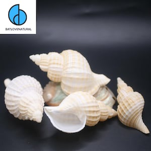 May include: A selection of natural seashells in shades of cream and tan, showcasing diverse shapes and sizes. The shells feature textured surfaces and spiral patterns, suitable for coastal-themed decorations or craft activities. The logo "BATLOVENATURAL" is visible.