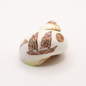 May include: A decorative seashell with a carved design of a sailboat and a sun. The shell is primarily white with brown and tan accents. The sailboat design is filled with a textured, patterned material.