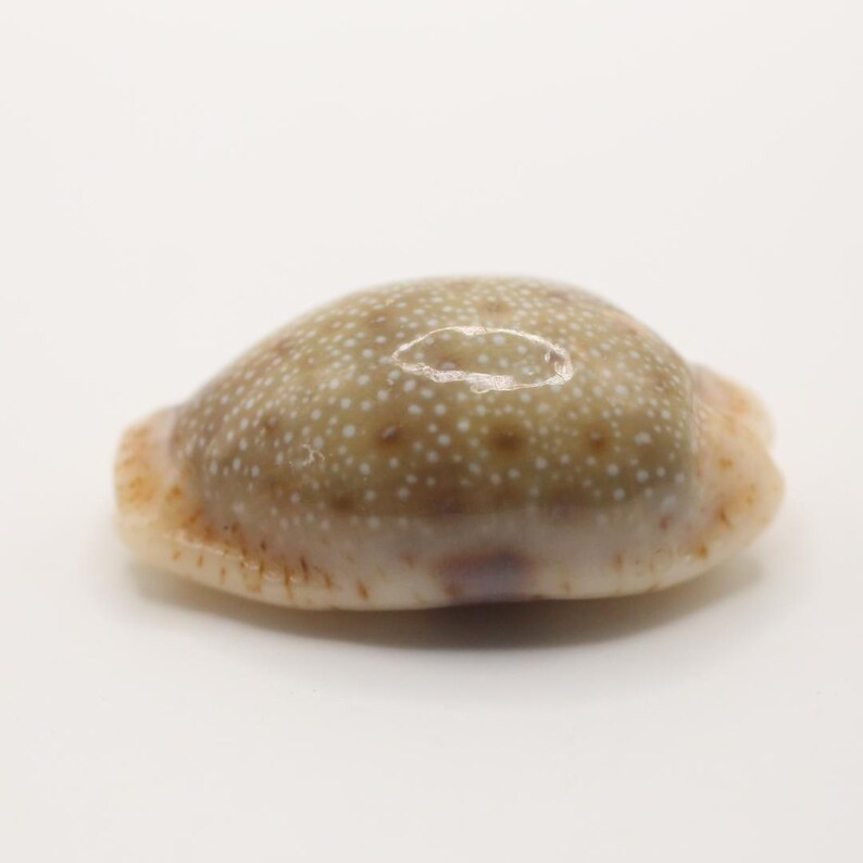 May include: A small, oval seashell with a speckled, tan and white pattern. The shell has a smooth, glossy surface and a light beige edge. The overall shape is rounded and symmetrical, with a natural, organic appearance.