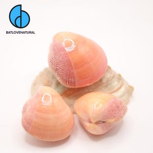 Puede incluir: Tres conchas bivalvas lisas de color melocotón con bordes texturizados y estriados que descansan sobre una concha más grande, iridiscente y de color blanco roto. El logotipo BATLOVENATURAL con un icono circular azul es visible arriba a la izquierda.