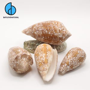 Pode incluir: Uma coleção de conchas em forma de cone com intrincados padrões castanhos e brancos. As conchas estão dispostas sobre uma superfície clara, mostrando suas texturas e cores naturais. O logotipo "BATLOVENATURAL" está no canto superior esquerdo.