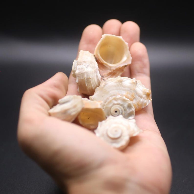 Delphinula Shell Pearl Delphinula Shells for Hermit Crabs - Decorative Tapestry Shells ...