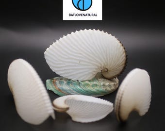 Argonauta Argo Shells - Beautiful Natural Snail Shells for Crafts, Decor & Collecting by BATLOVENATURAL