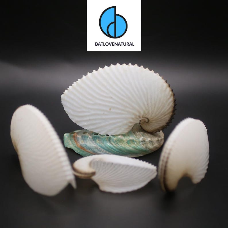 May include: A display of white seashells, featuring a large nautilus shell and several smaller clam shells. The shells are arranged on a dark background, with a green and brown abalone shell in the center. The logo "BATLOVENATURAL" is in the top corner.