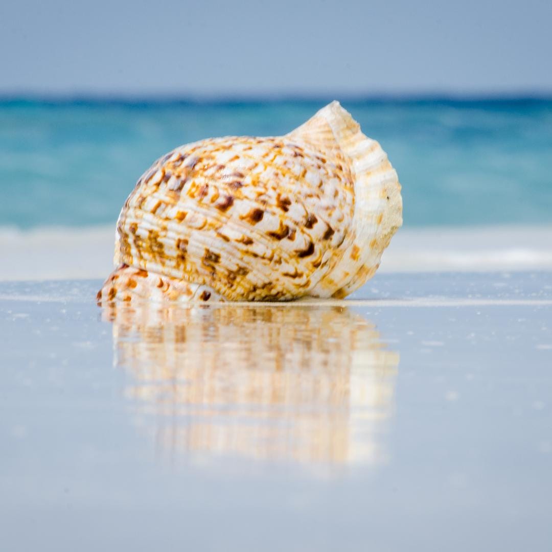 Rare Triton Trumpet Seashells (use the Caliper) : Natural Beach Decor ...