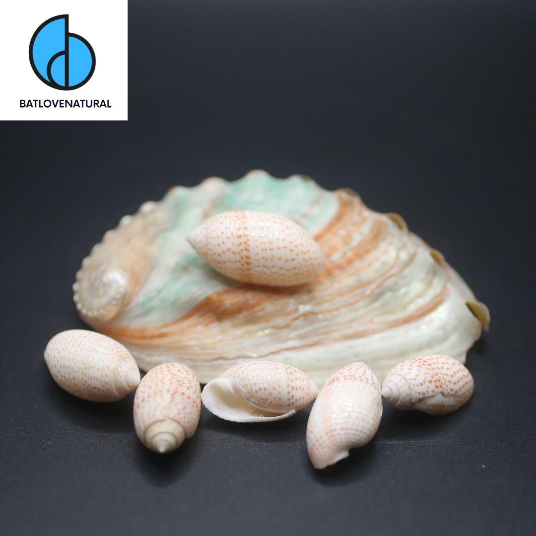 Pupaeform Shell Pupa Solidula Seashells: Natural Beach Decor, Shell Crafts - Etsy