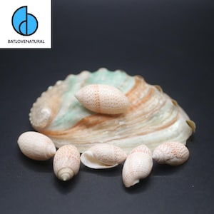 Pupa Solidula Seashells: Natural Beach Decor, Shell Crafts